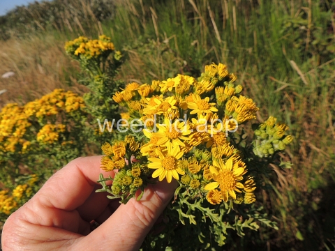 ragwort, tansy